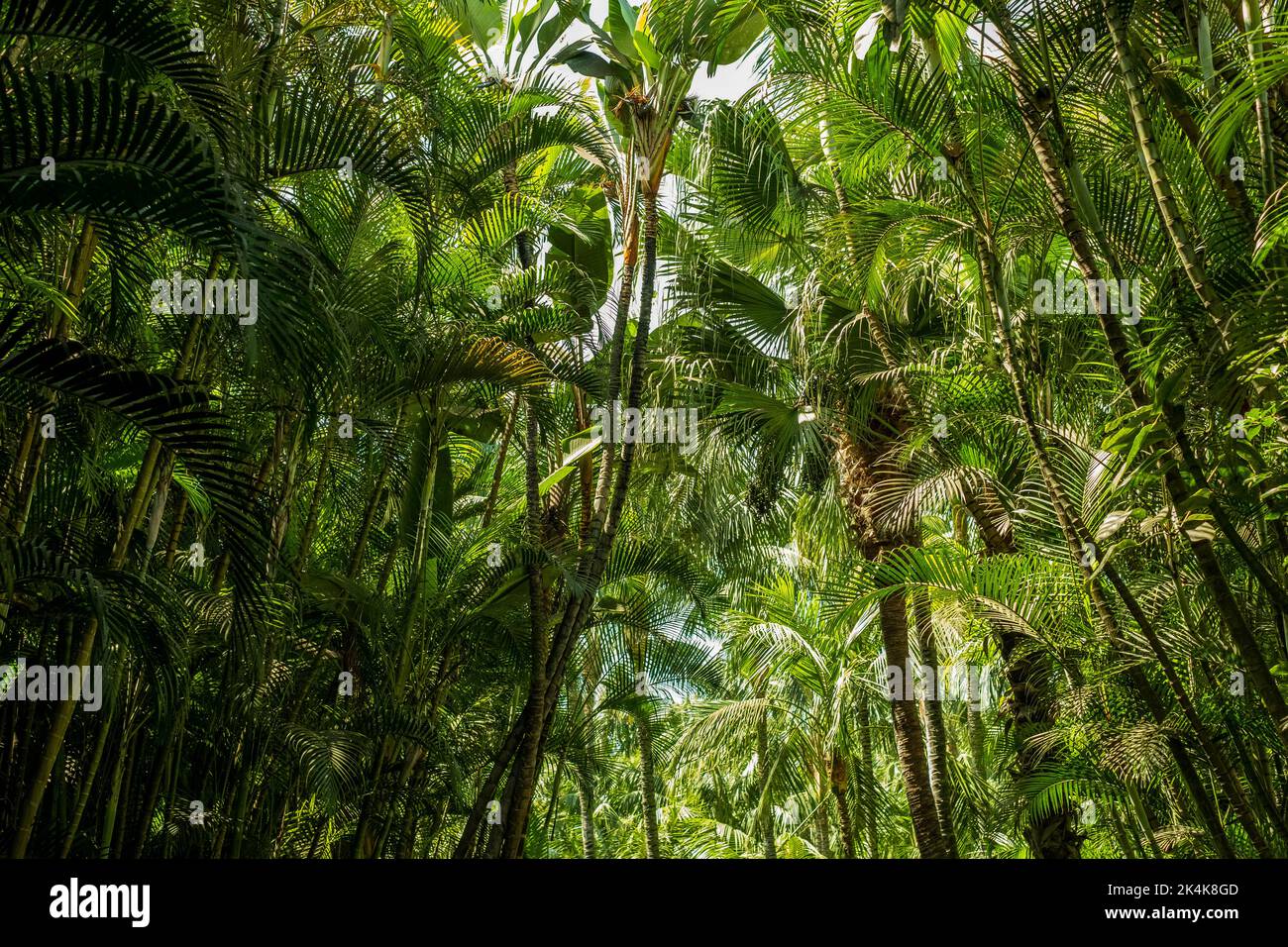 Beautiful tropical forest palm trees hires stock photography and