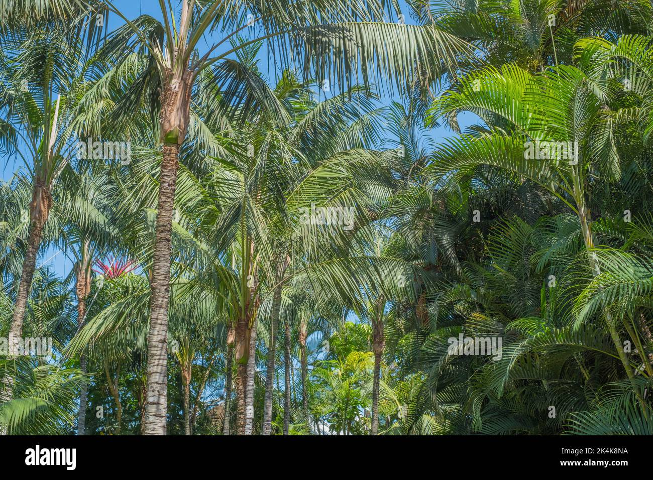 palm trees, jungle landscape, Stock Photo