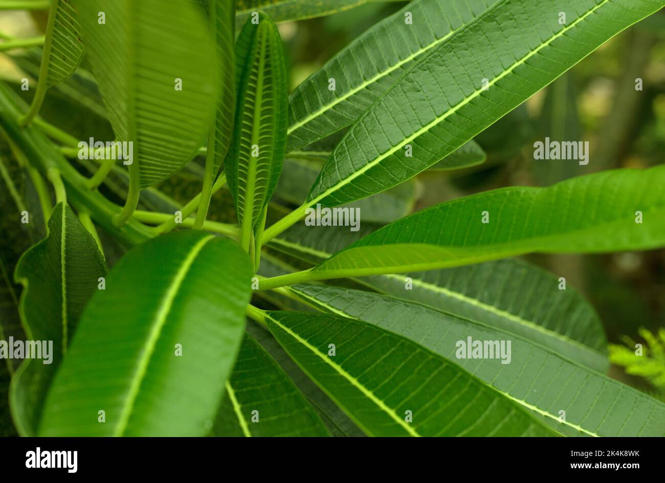 Tropical green leaves blur background Stock Photo - Alamy