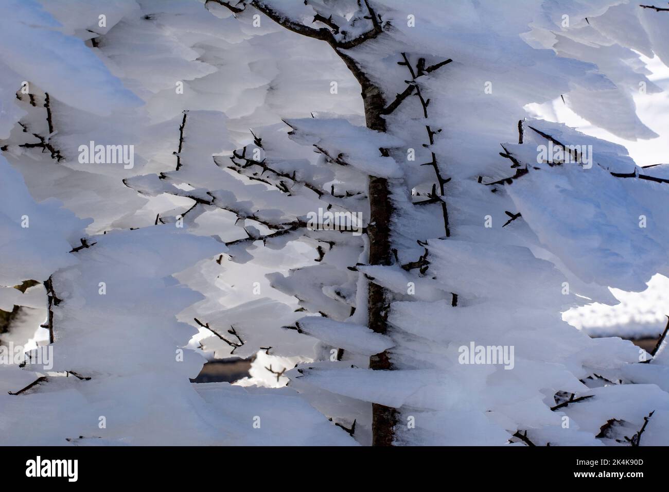 Close up snowy branch hi-res stock photography and images - Alamy