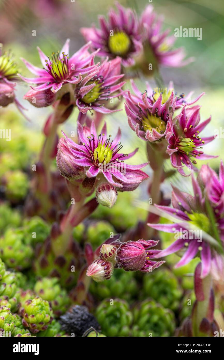 Mountain hens and chicks or mountain house-leek - Sempervivum montanum -, Gorge of Remuñe, Natural Park of Posets-Maladeta, Benasque Valley, Huesca, S Stock Photo