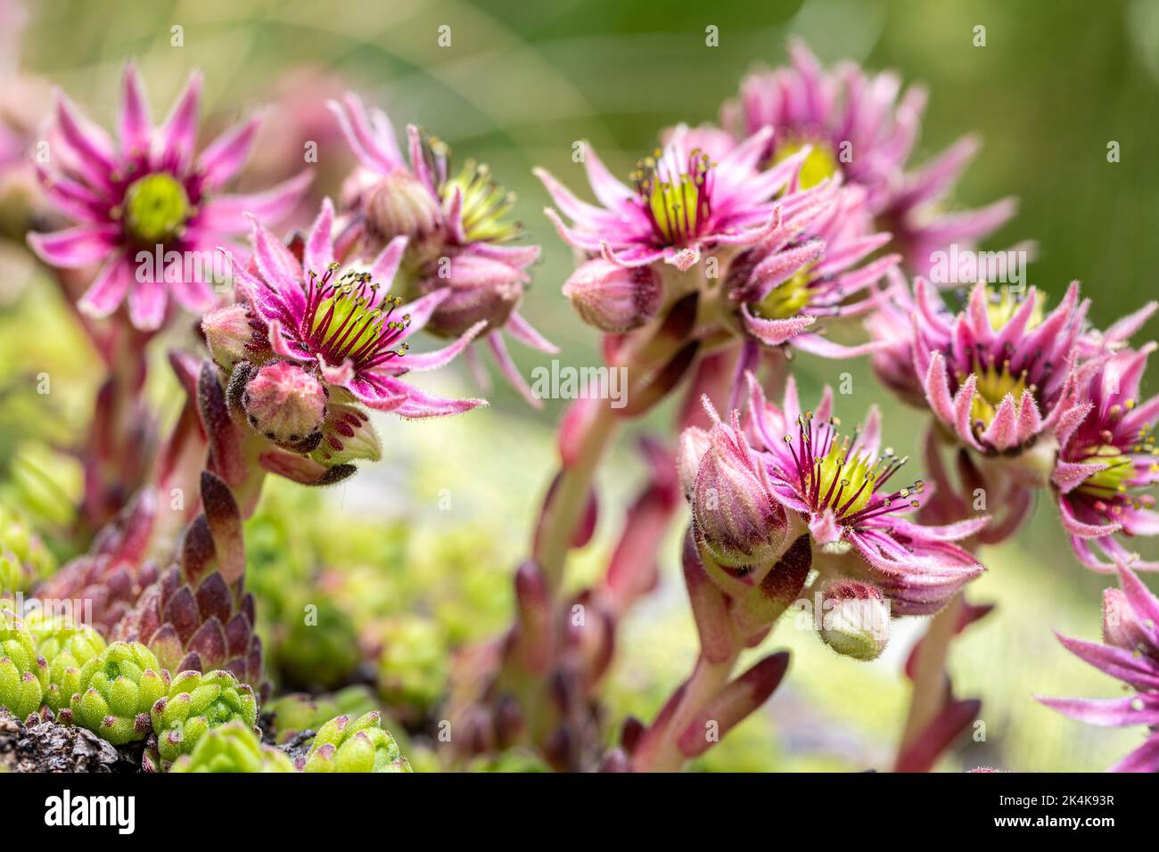 Mountain hens and chicks or mountain house-leek - Sempervivum montanum -, Gorge of Remuñe, Natural Park of Posets-Maladeta, Benasque Valley, Huesca, S Stock Photo