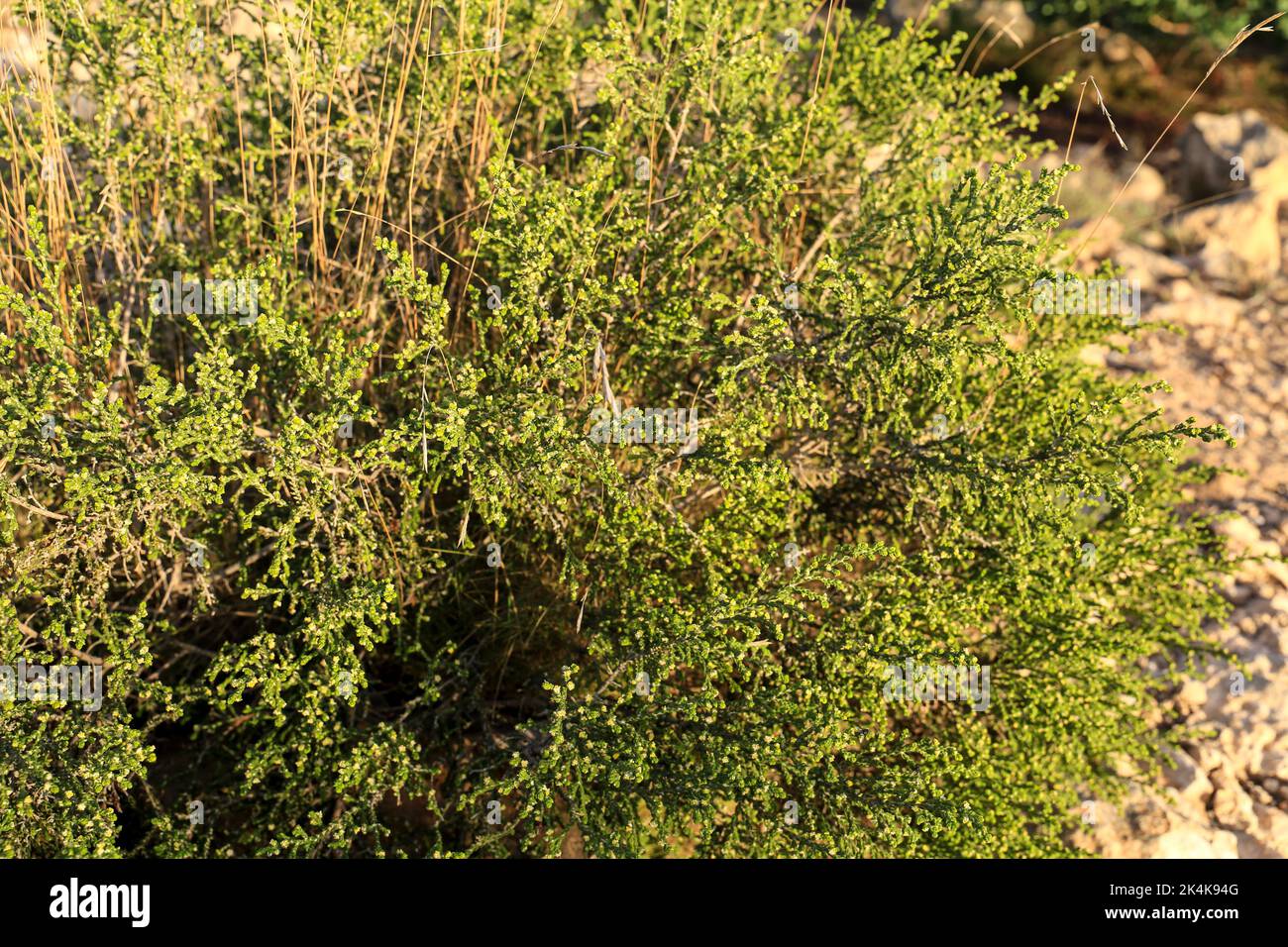 Thymelaea Hirsuta mediterranean plant in the mountain in Spain Stock Photo
