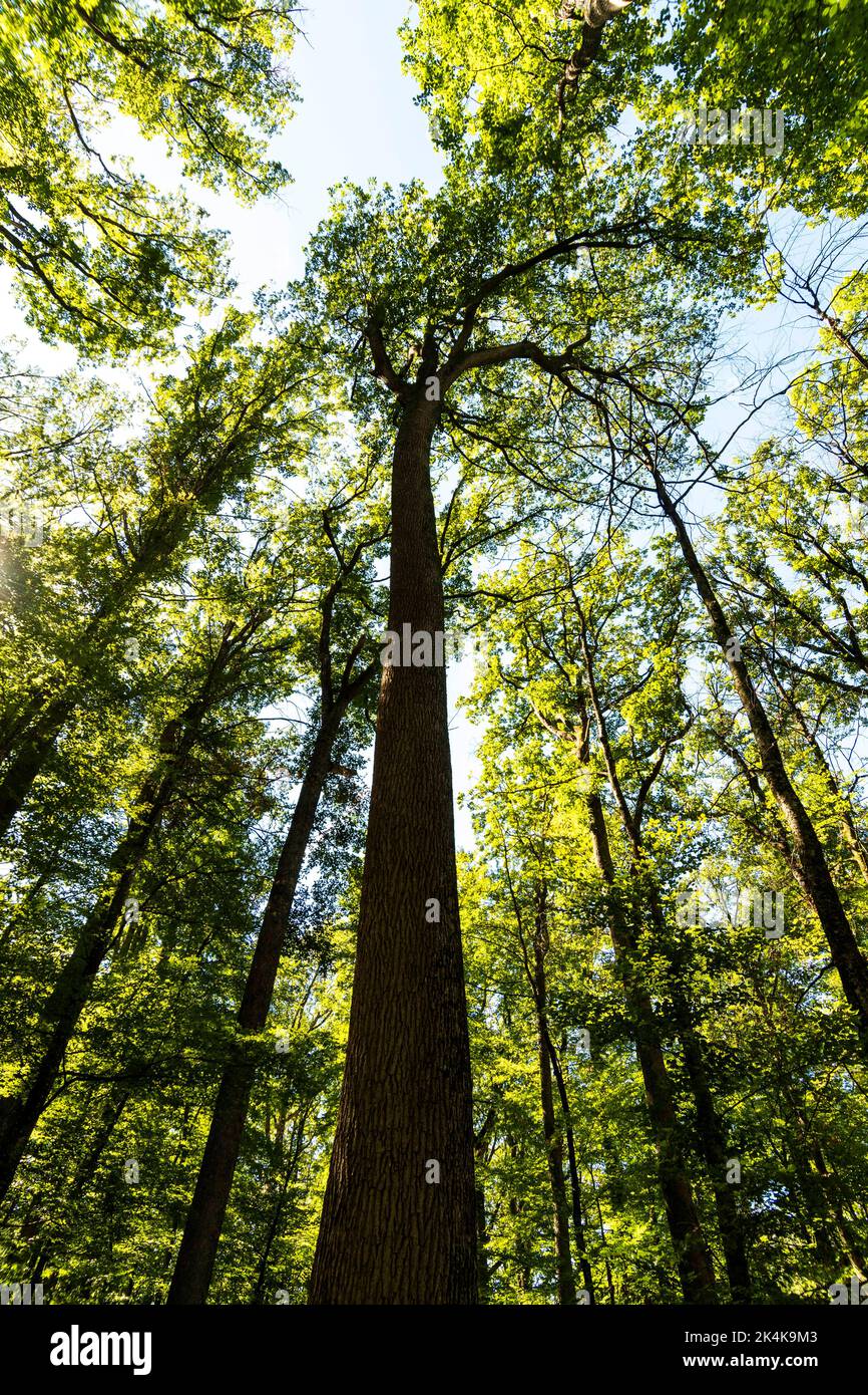 Troncais forest. Oak trees. Allier department. Auvergne Rhone Alpes. France Stock Photo