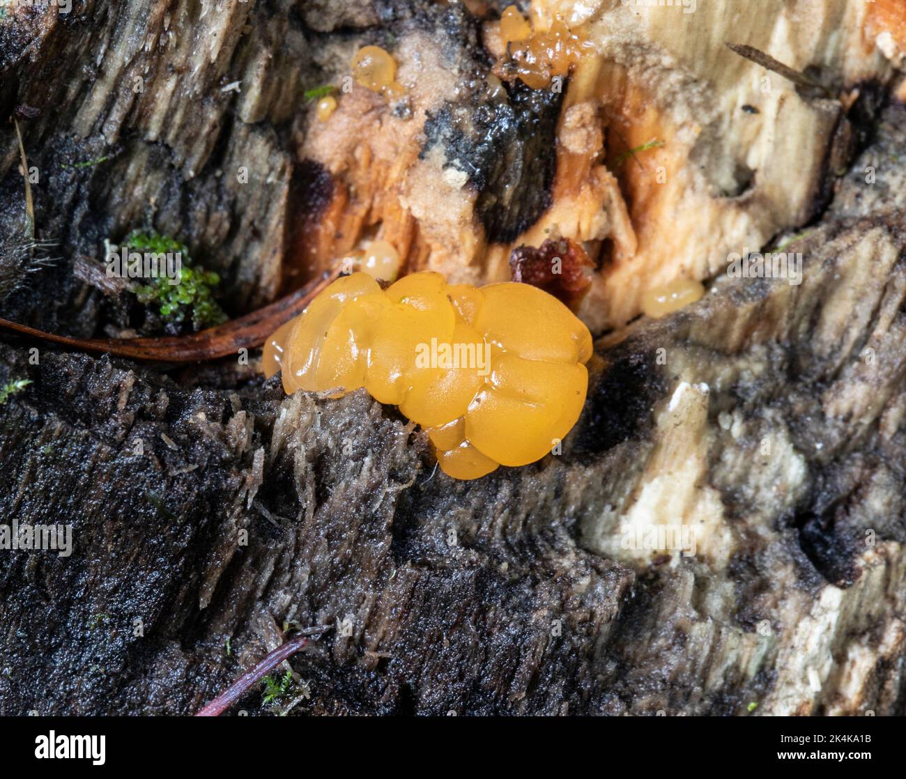 Yellow Brain Fungus - Tremella Mesenterica Stock Photo