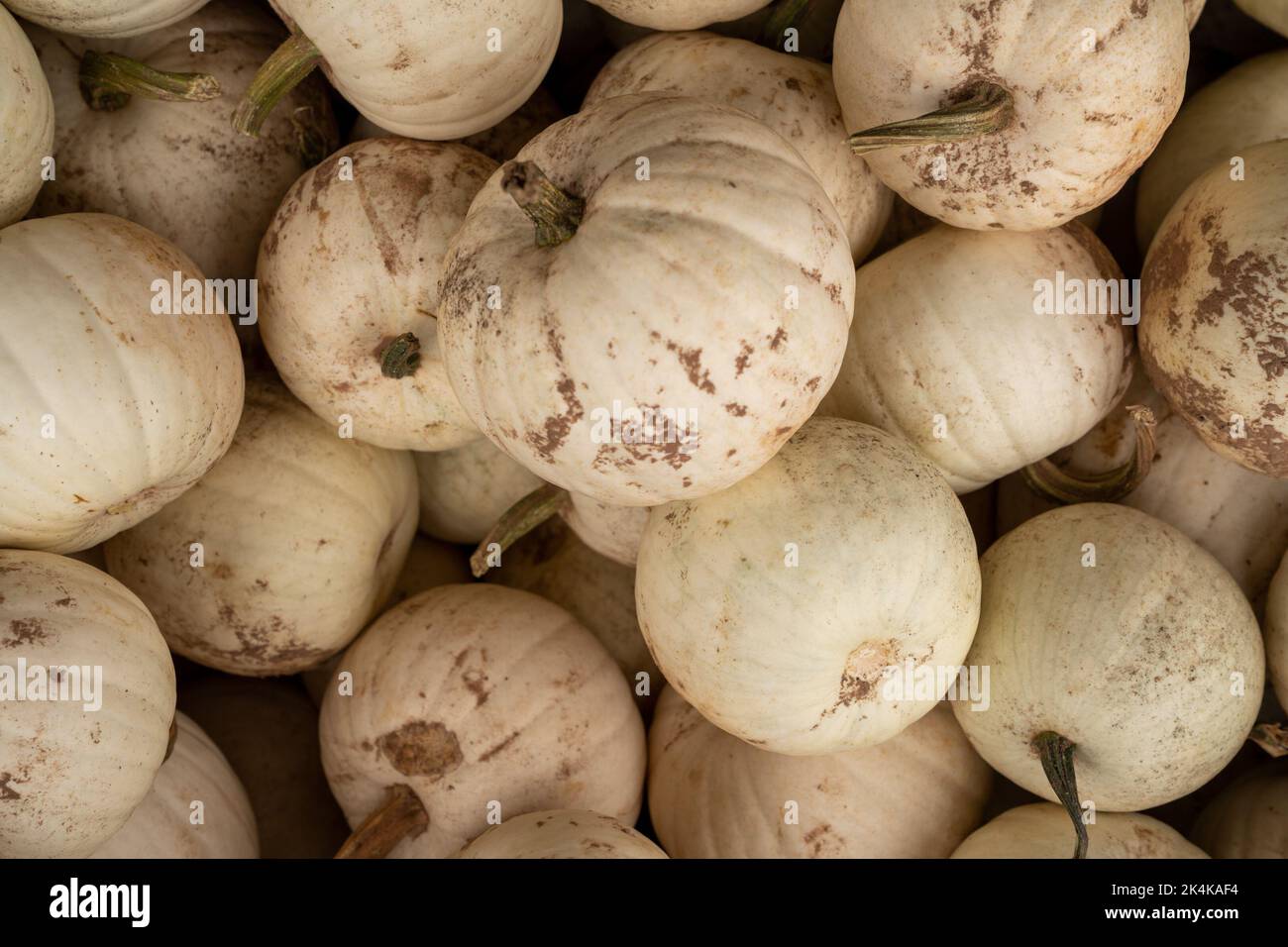 Autumn farmers market with mums and pumpkins Stock Photo - Alamy