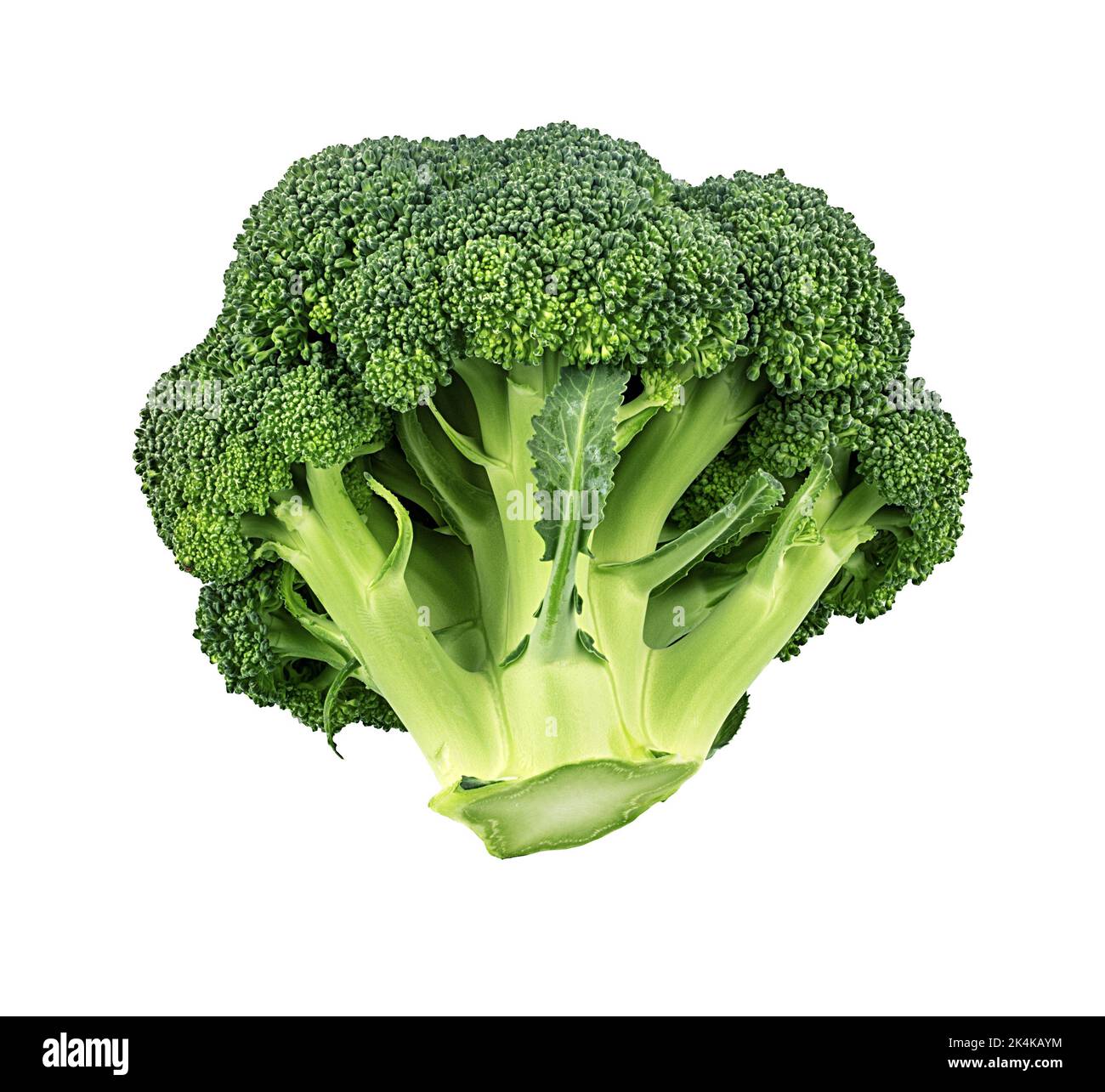 Broccoli isolated on white background. Stock Photo