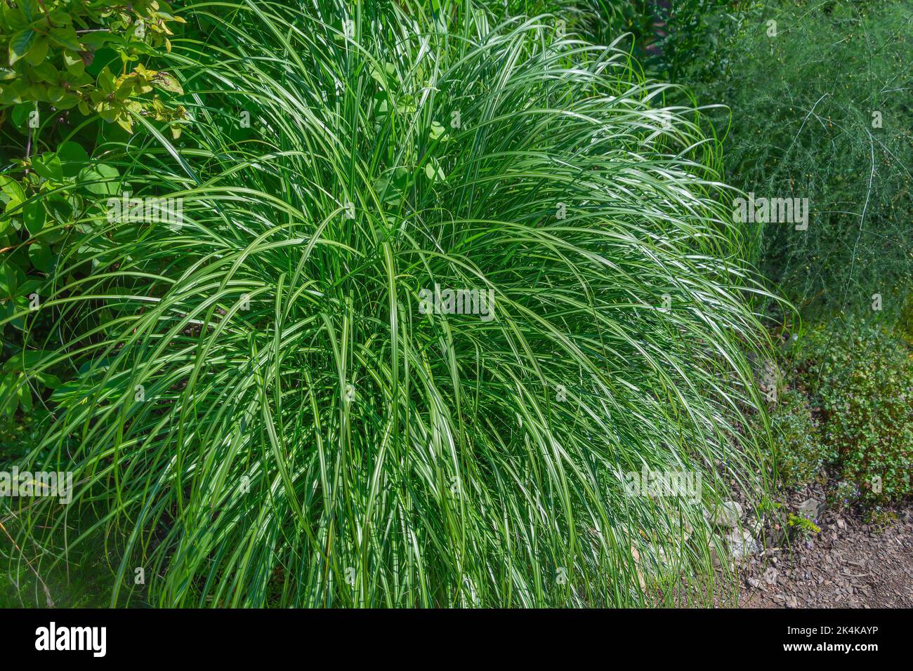 Miscanthus, decorative garden grass for decorating wet areas Stock