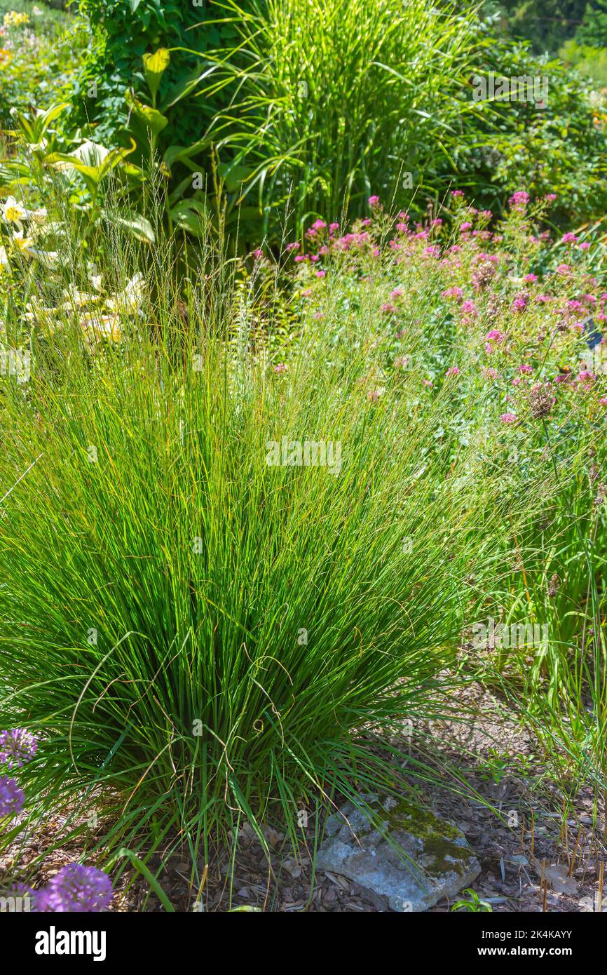 Miscanthus millet, decorative garden grass for decorating wet areas Stock Photo Alamy