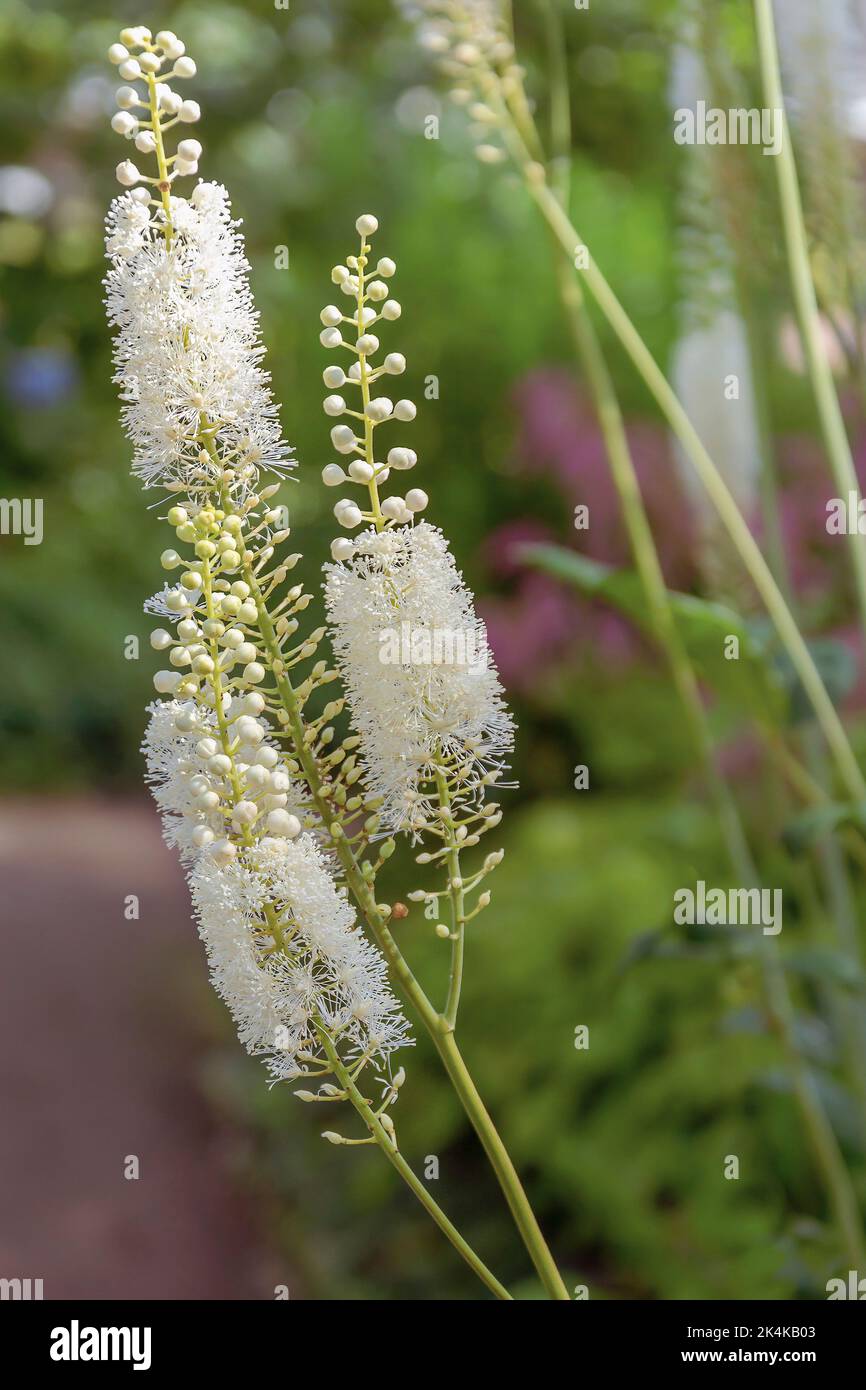 Lush inflorescences of Cymicifuga racemose on the background of garden greenery, the background is blurred Stock Photo