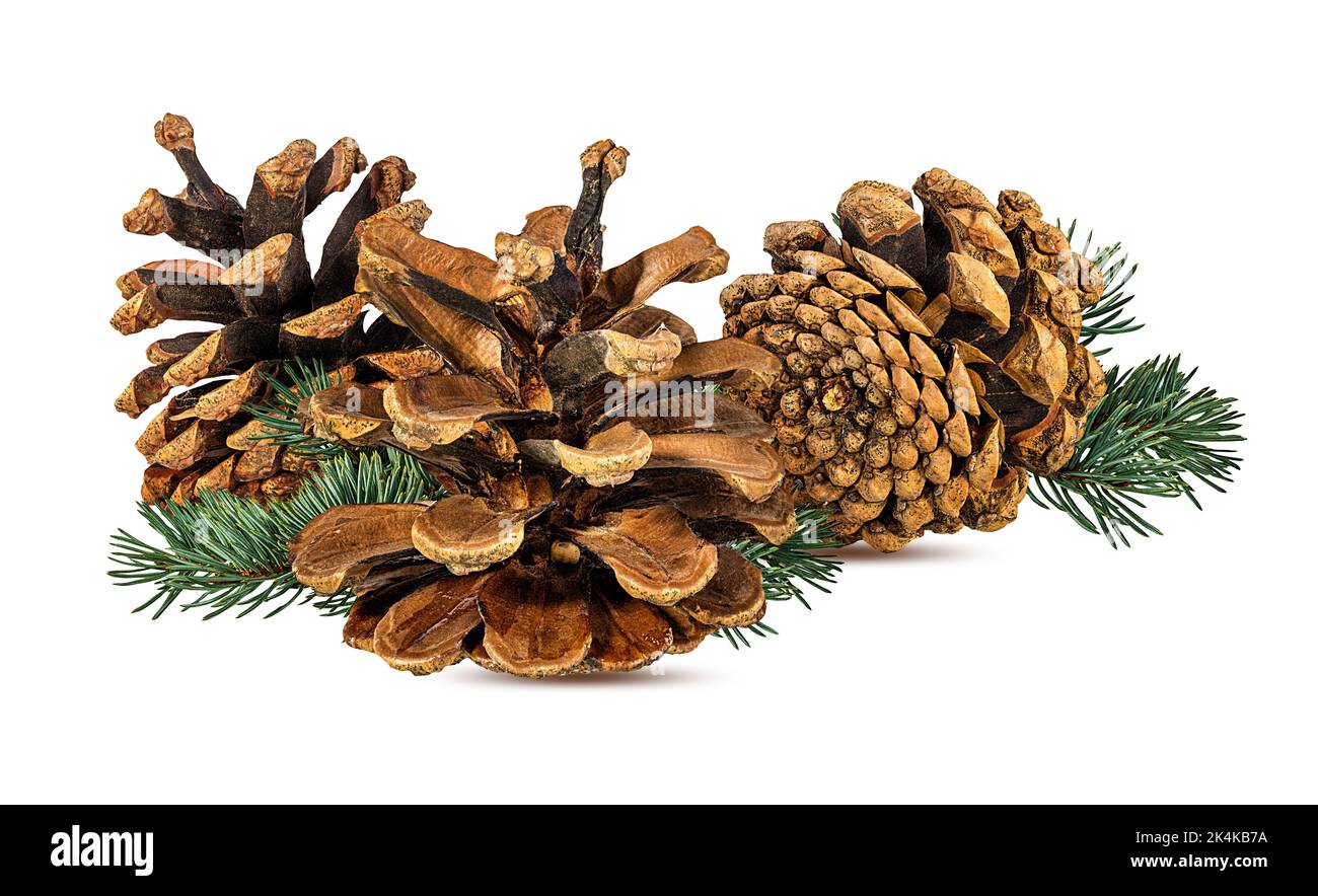 Cone and branch of fir-tree on a white background Stock Photo - Alamy