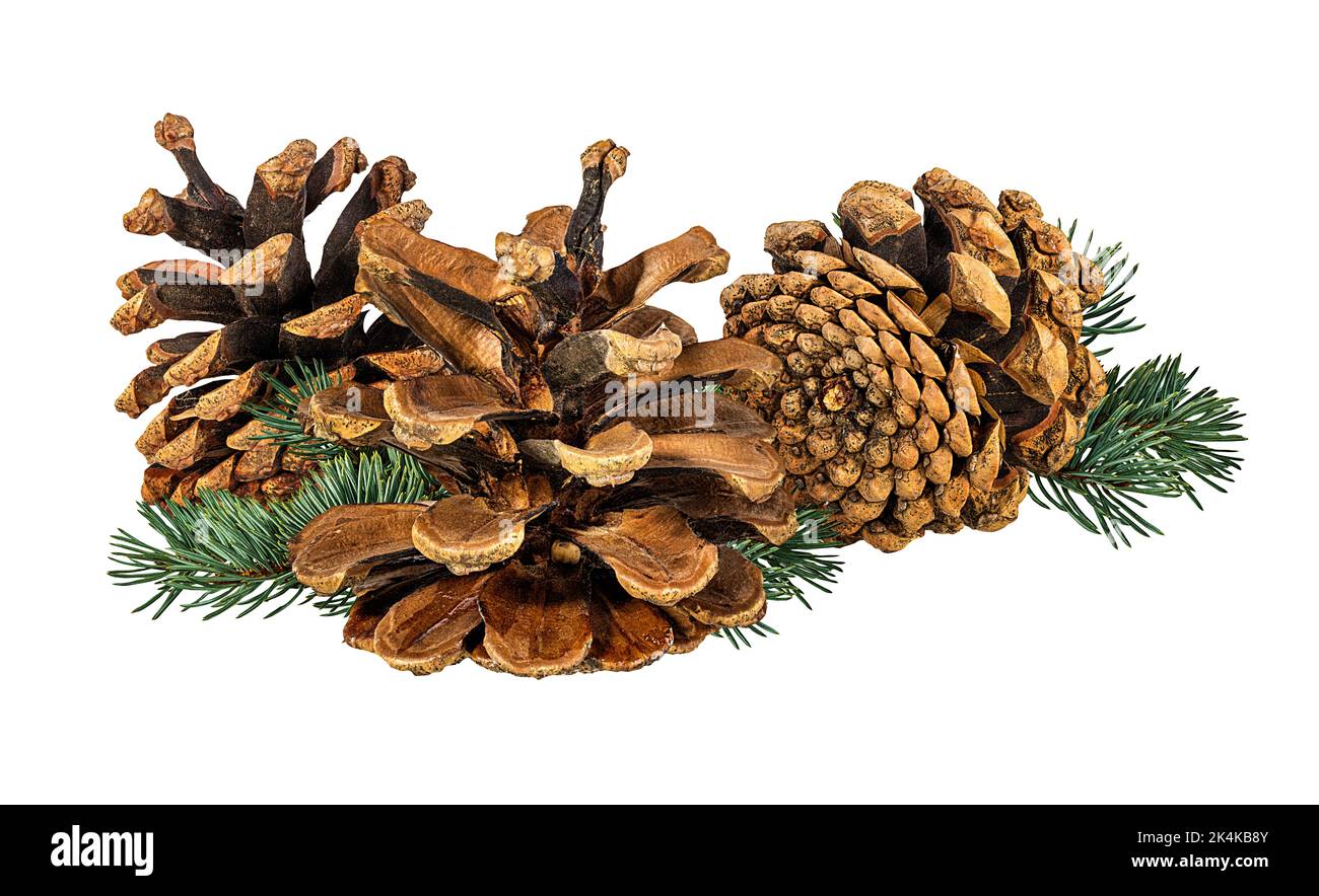 Cone and branch of fir-tree on a white background Stock Photo - Alamy