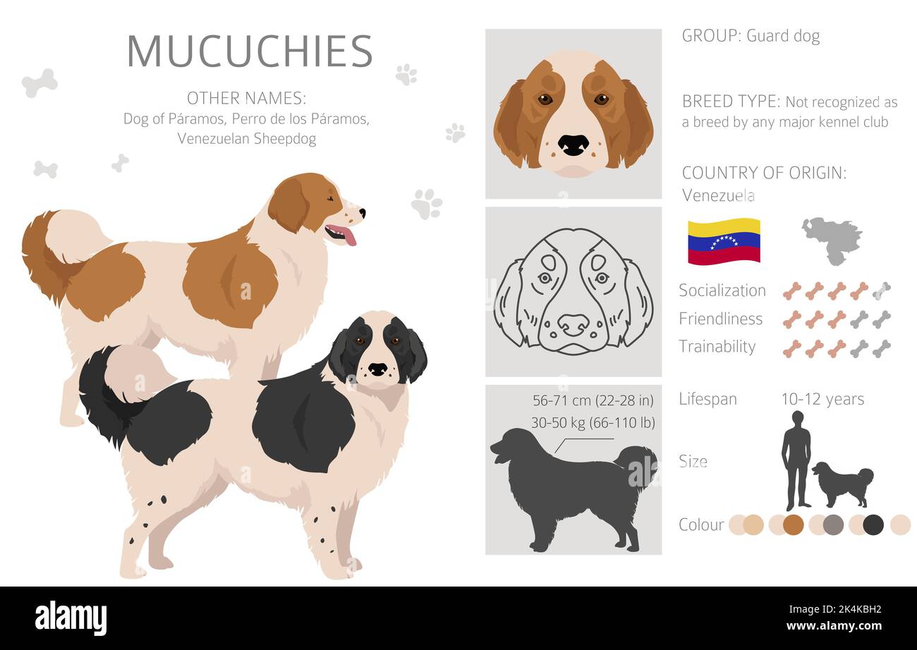 Mucuchies clipart. All coat colors set.; All dog breeds characteristics infographic. Vector illustration Stock Vector