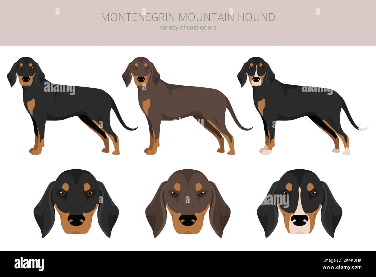 Yugoslavian best sale mountain hound