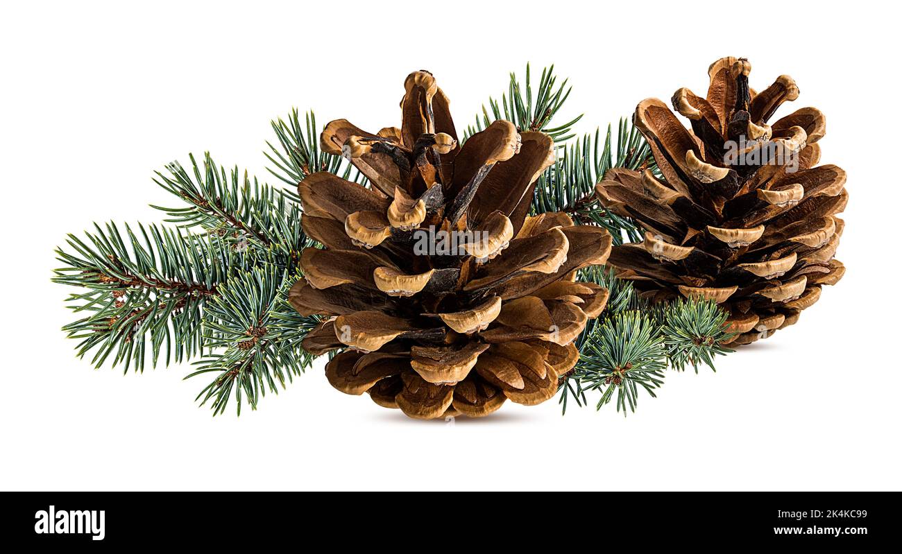 Cone and branch of fir-tree on a white background Stock Photo - Alamy