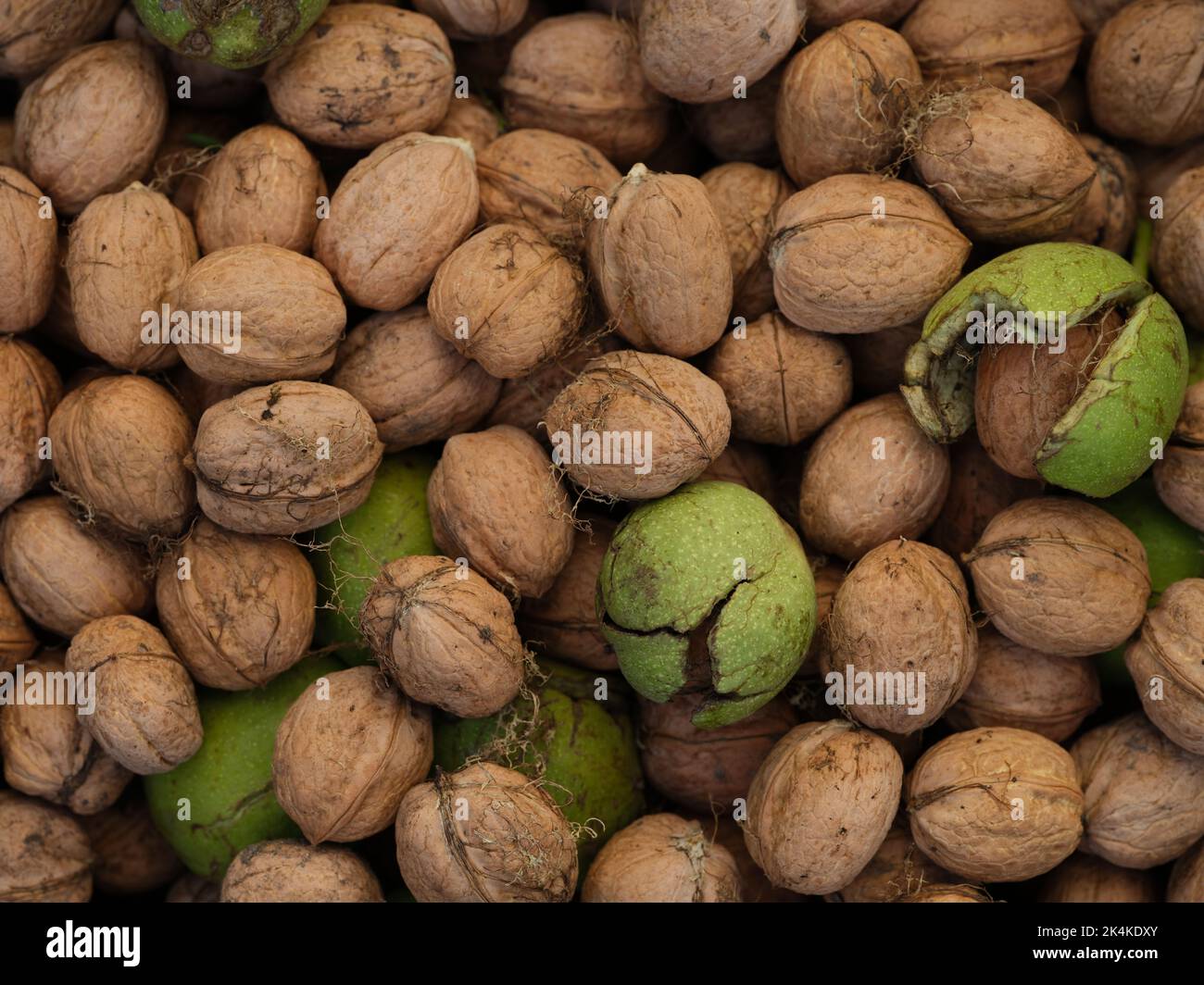 A background of freshly harvested walnuts. Close up. Stock Photo