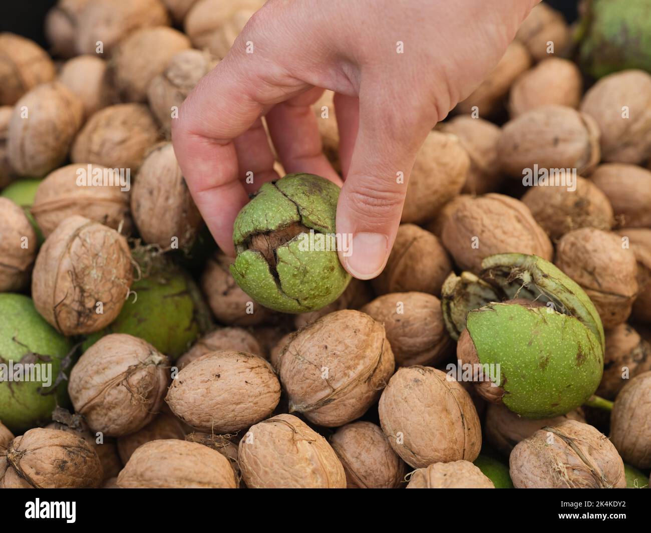 A woman picking up a freshly harvested walnut from a pile of walnuts. Close up. Stock Photo