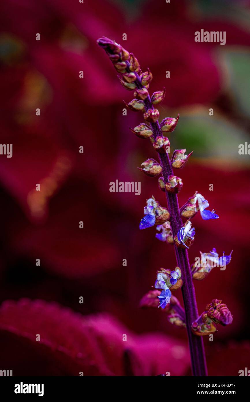 The vertical close-up view of a Coleus barbatus blooming before the red leaves in the background Stock Photo