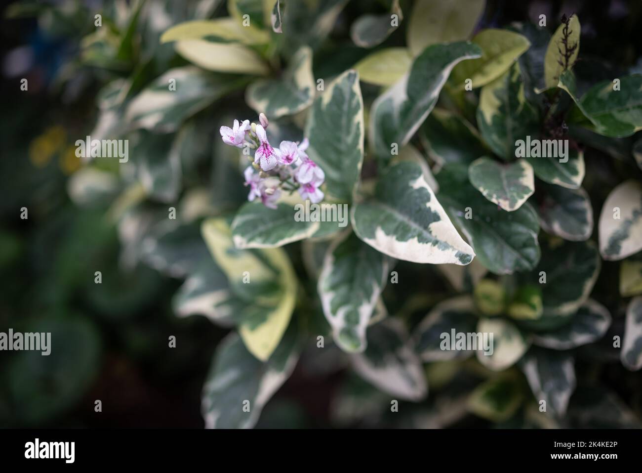 Flowers of purple false eranthemum with variegated white and green leaves Stock Photo