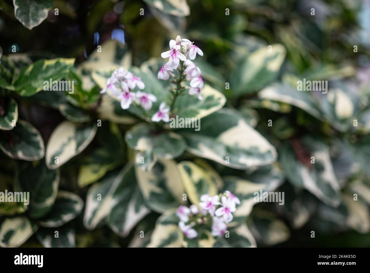 Flowers of purple false eranthemum with variegated white and green leaves Stock Photo