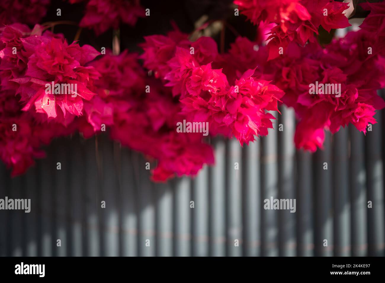 Bougainvillea background. Fuchsia pink Mahara Magic variety with fluffy flowers Stock Photo