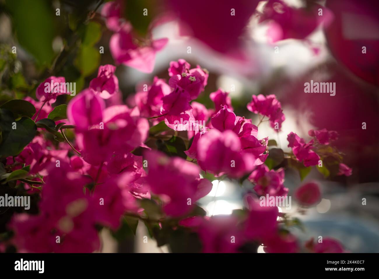 Mostly blurred and sunlit from behind pink Bougainvillea flowers closeup Stock Photo