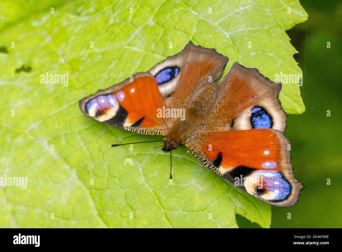 A closeup of Peacock butterfly on fresh green leaf in field under ...