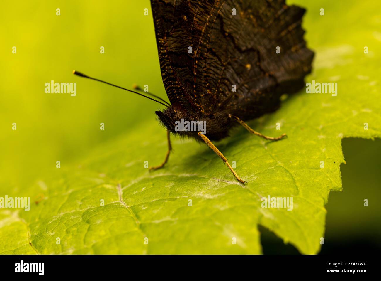 A closeup of Peacock butterfly on fresh green leaf in field under ...