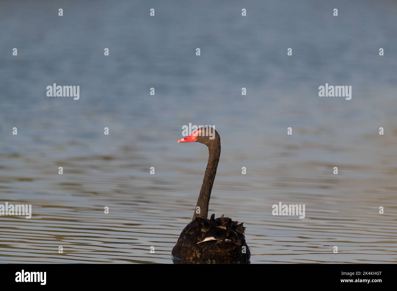 Lone Black Swan (Cygnus atratus) looking back while swimming away at the Al Qudra lakes in Dubai, United Arab Emirates. Stock Photo