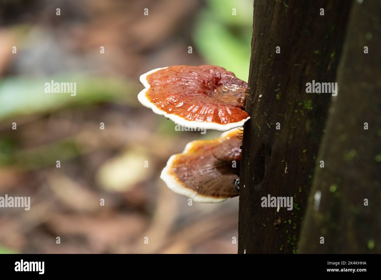 Wild mushrooms, Ganoderma lucidum growing on the side of a tree trunk in the forests of Goa in India. Stock Photo