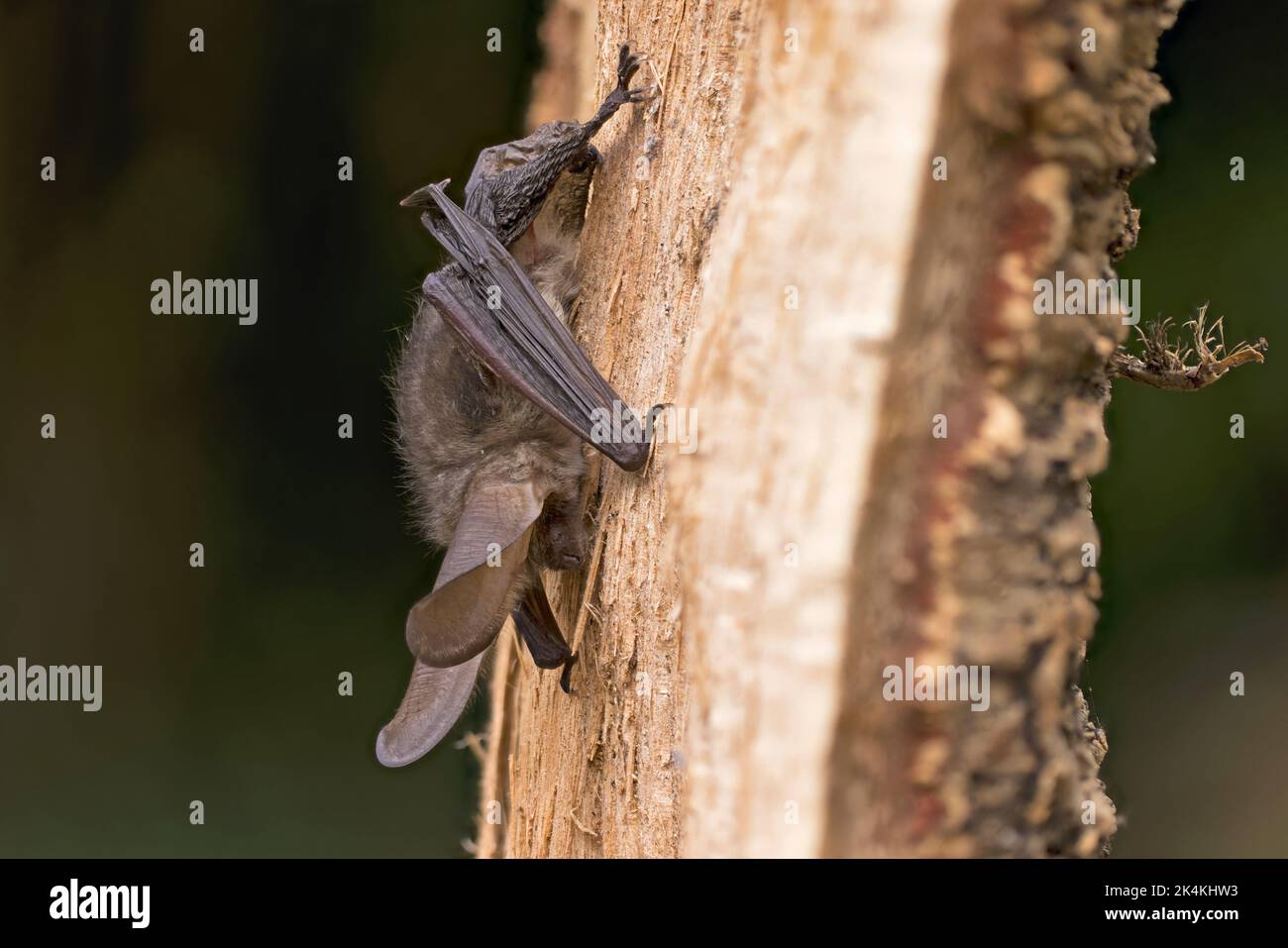Brown Long-eared Bat (Plecotus auritus) Norfolk UK GB September 2022 stacked Stock Photo