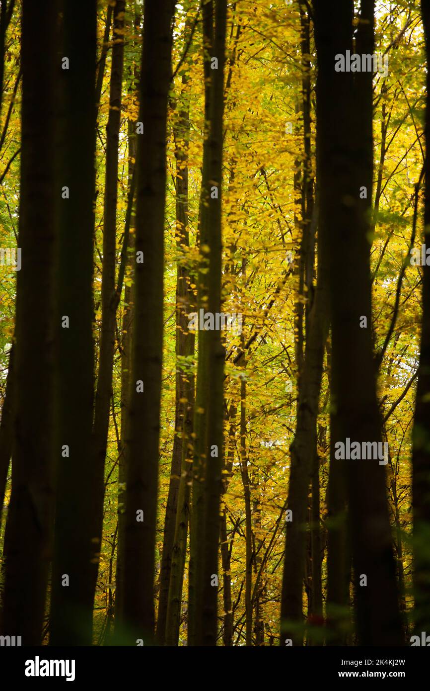 The yellow foliage creates a contrast with the almost black trunks of