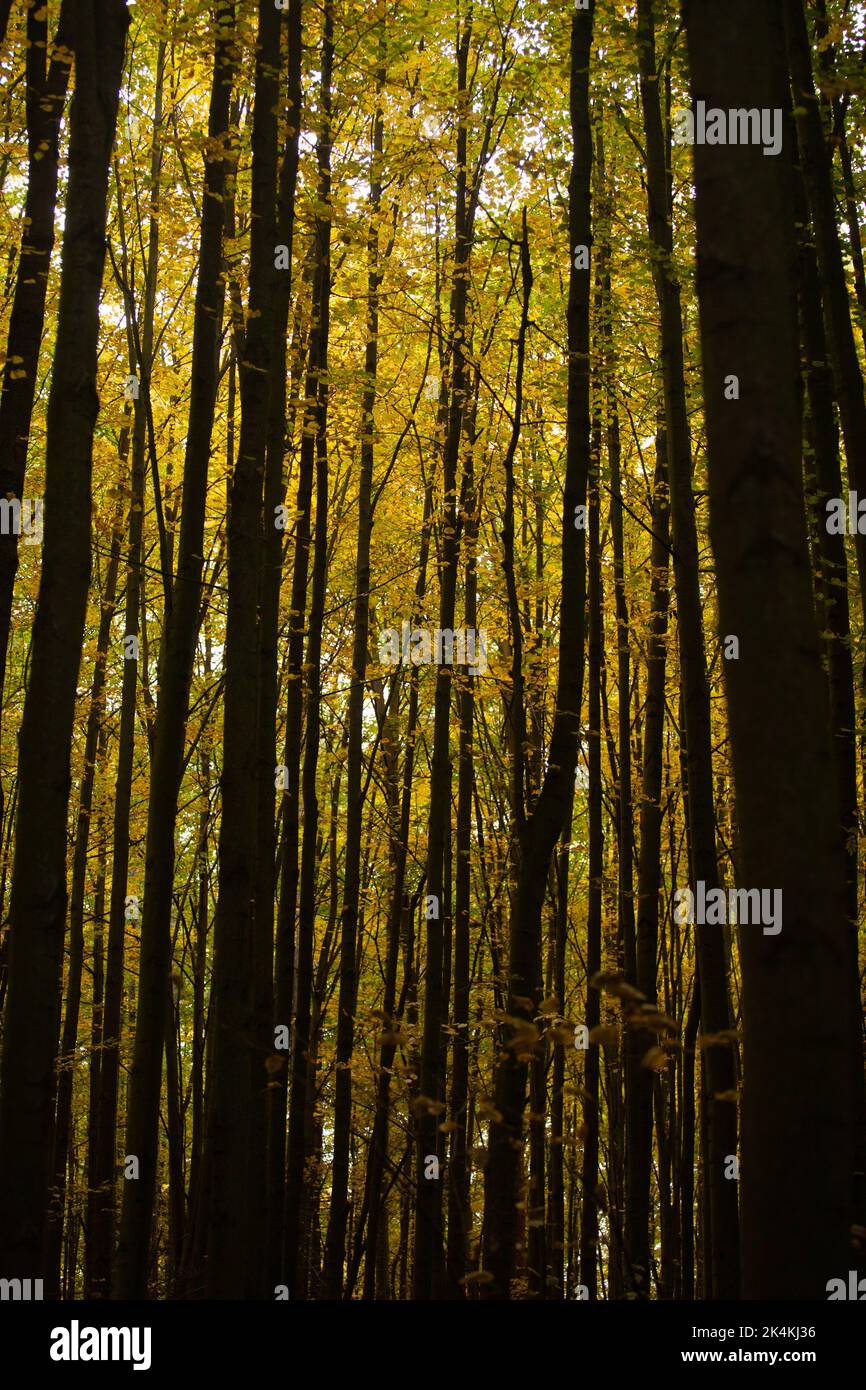 The yellow foliage creates a contrast with the almost black trunks of