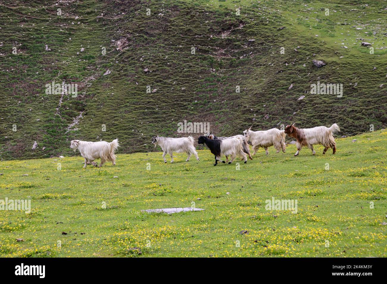 Sheep eating grass on the meadows of himalayan mountain Stock Photo - Alamy