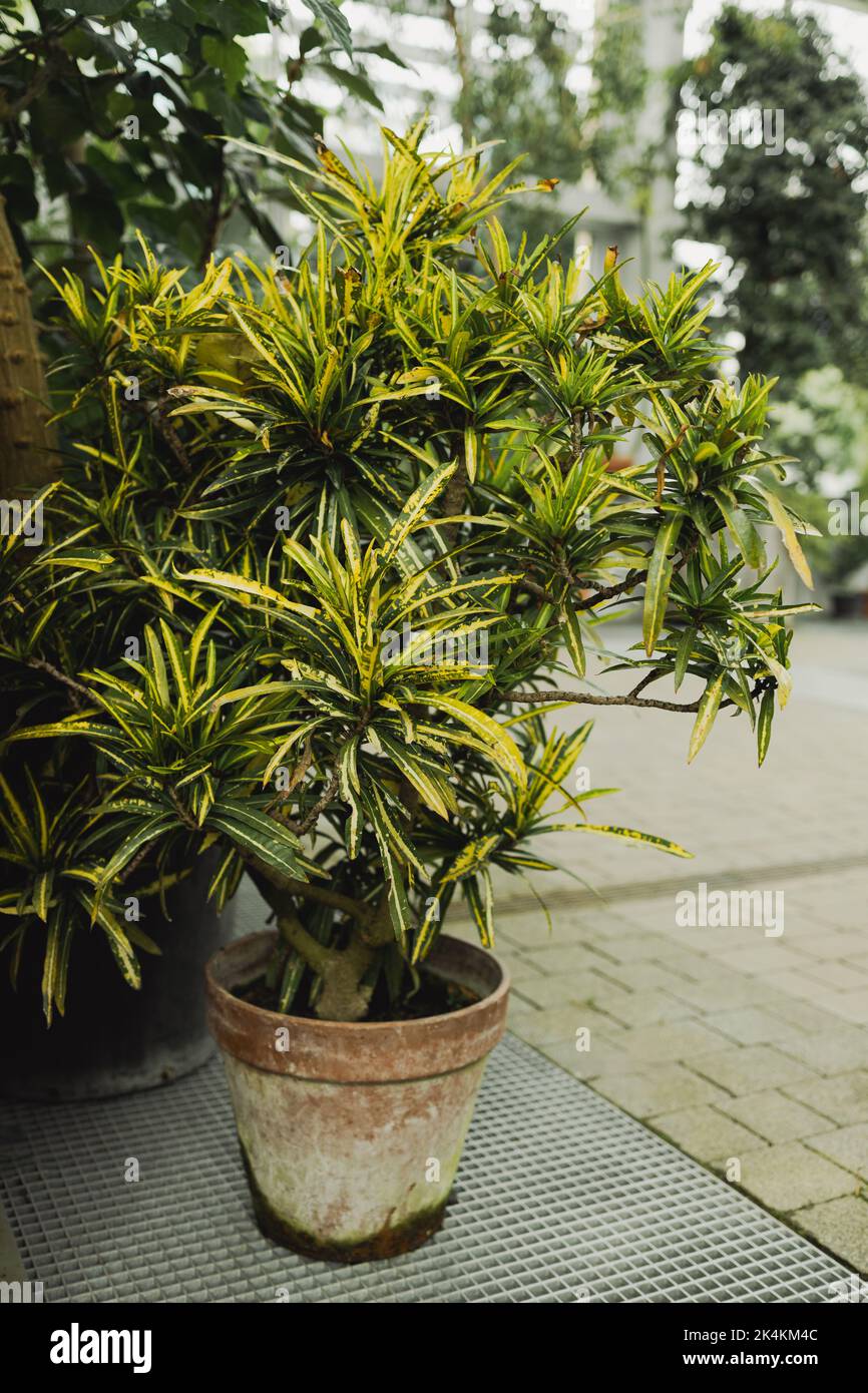 Codiaeum variegatum, garden croton or variegated croton in pot in garden Stock Photo
