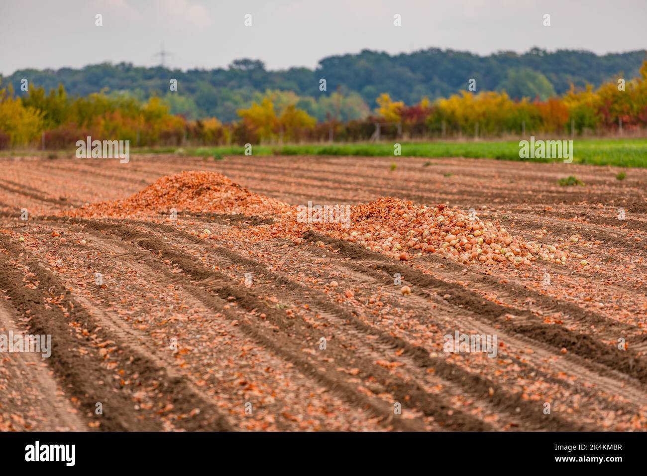 A bunch of onions being harvested in the onion field in autumn, Germany