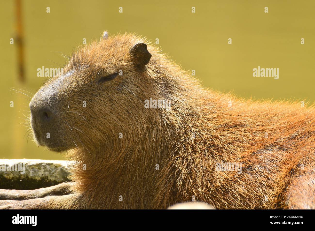 Biggest rodent 2024