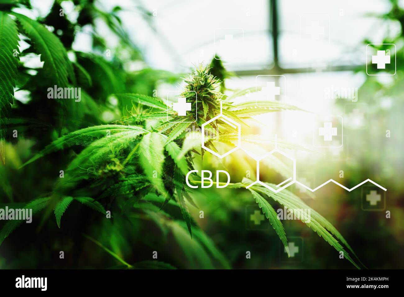 Cannabis or Marijuana or hemp leaf in a greenhouse. weed, herbal alternative medicine, cbd oil, pharmaceutical industry Concept Stock Photo