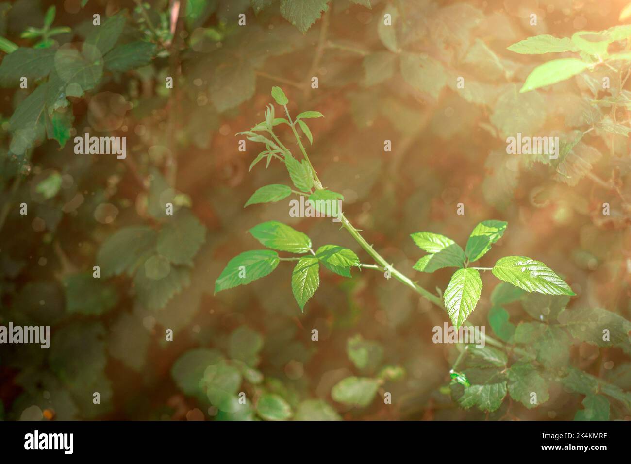 Green leaves on branch hi-res stock photography and images - Alamy