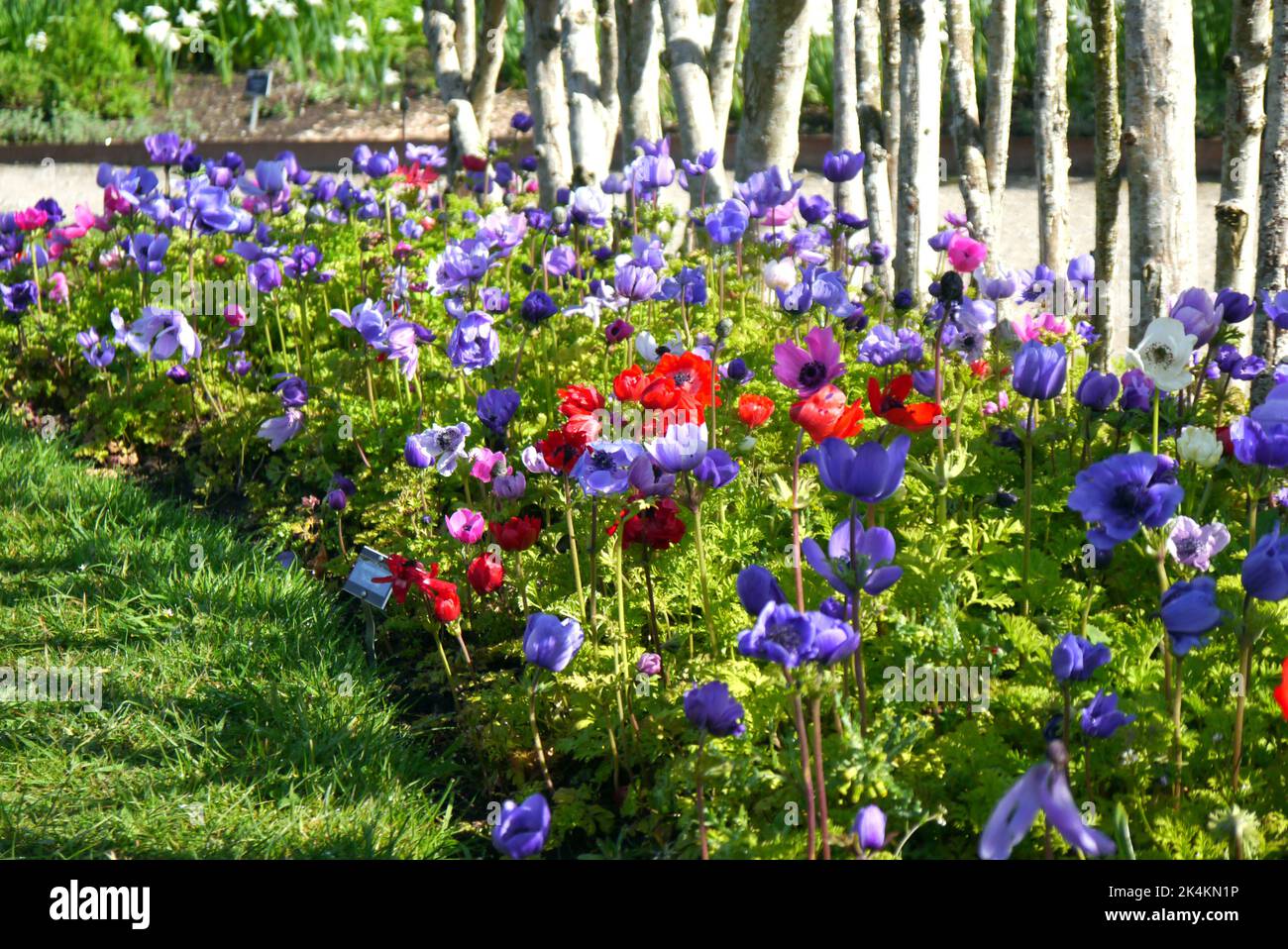 Poppy Rhs Colourful Anemone Coronaria 'De Caen Group Mix' (Poppy) Flower Border ...