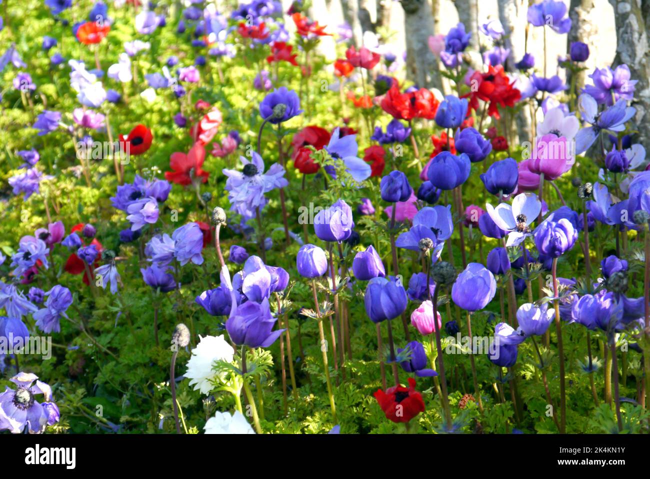 Poppy Rhs Colourful Anemone Coronaria 'De Caen Group Mix' (Poppy) Flower Border ...