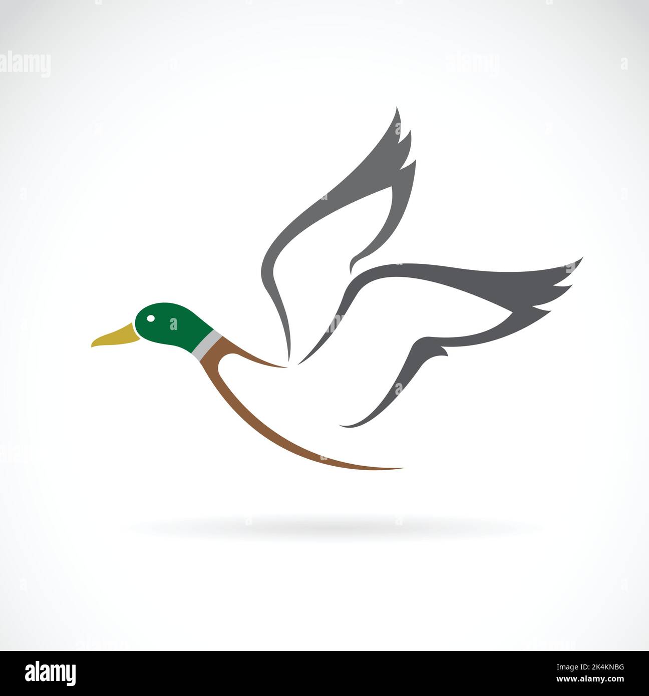 Vector image of flying wild duck design on white background. Easy editable layered vector illustration. Wild Animals. Stock Vector