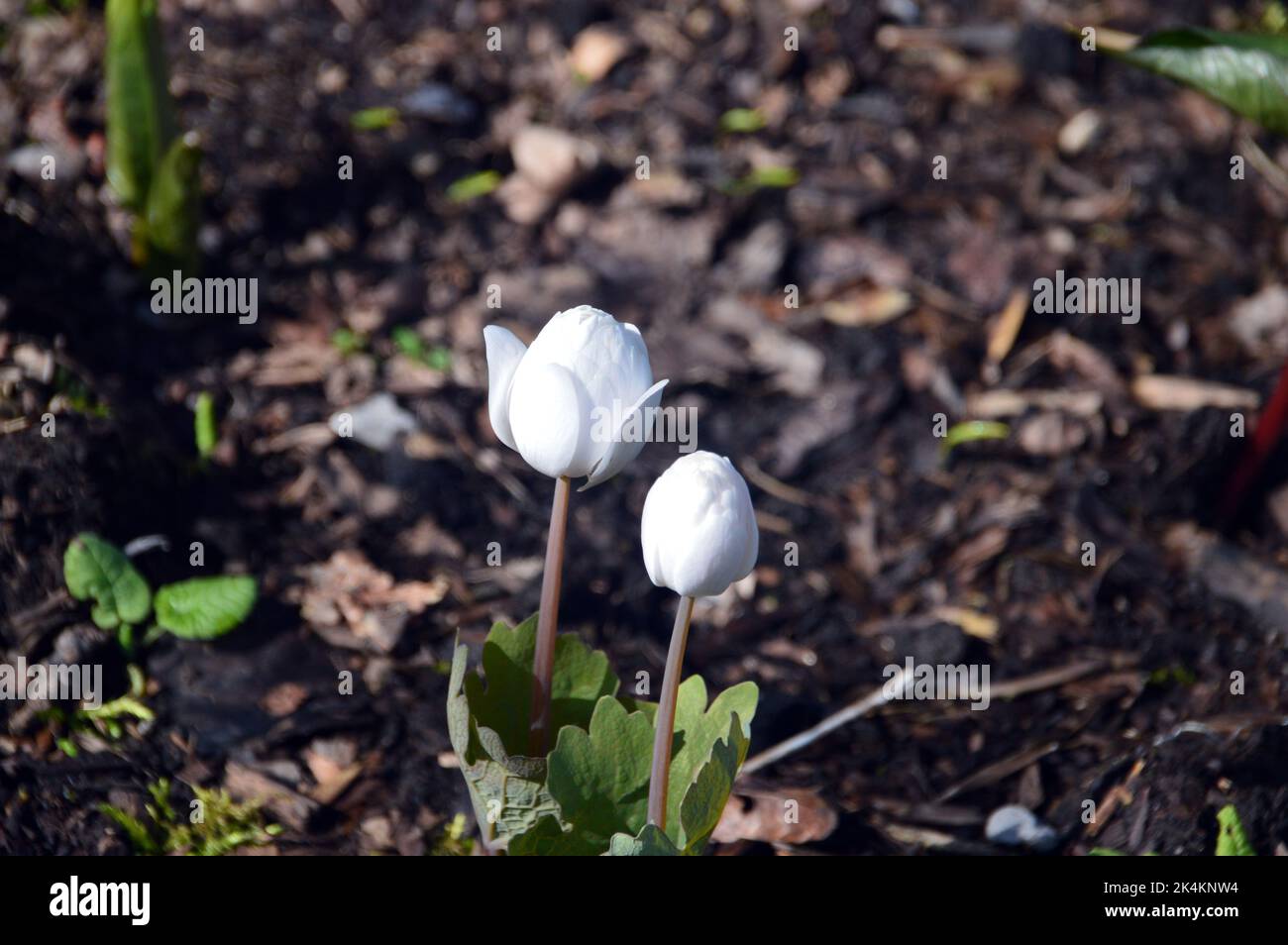 White Sanguinaria Canadensis 'Canadian Bloodroot' Flowers grown at RHS