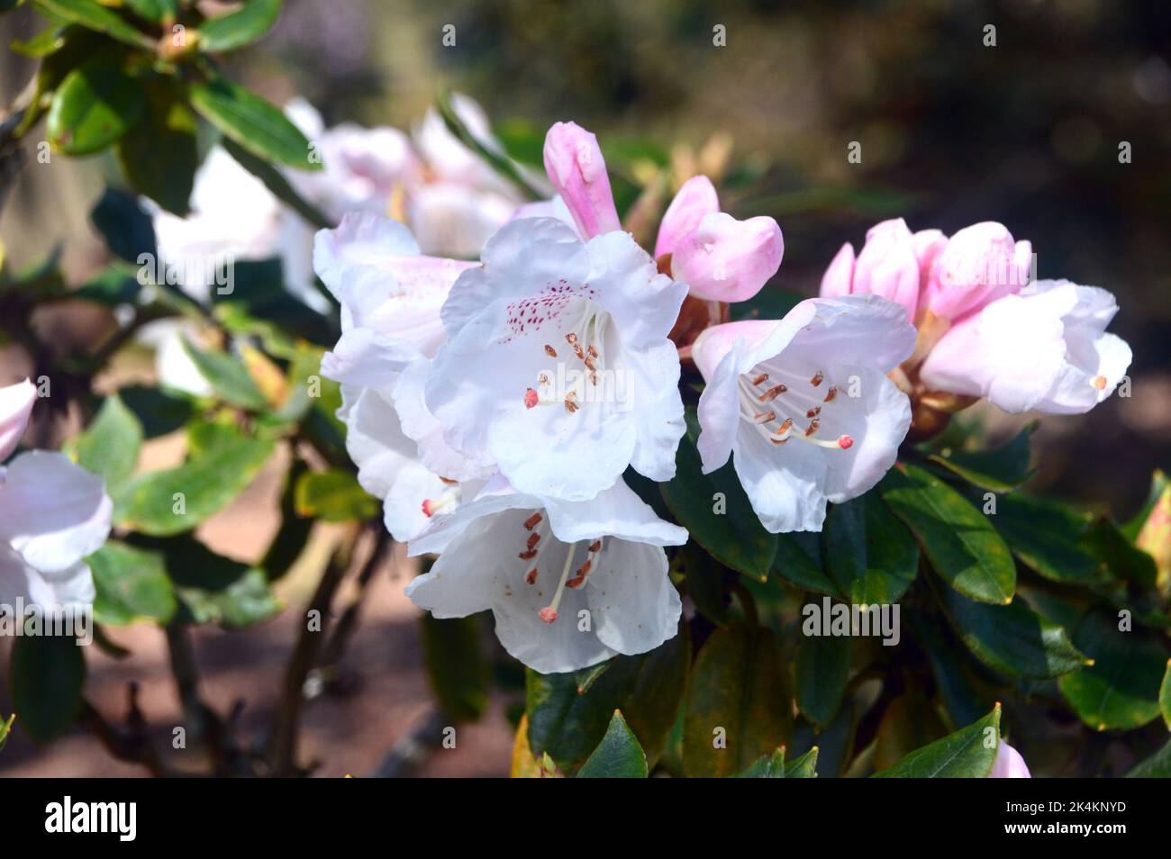 Gold flower hires stock photography and images Alamy