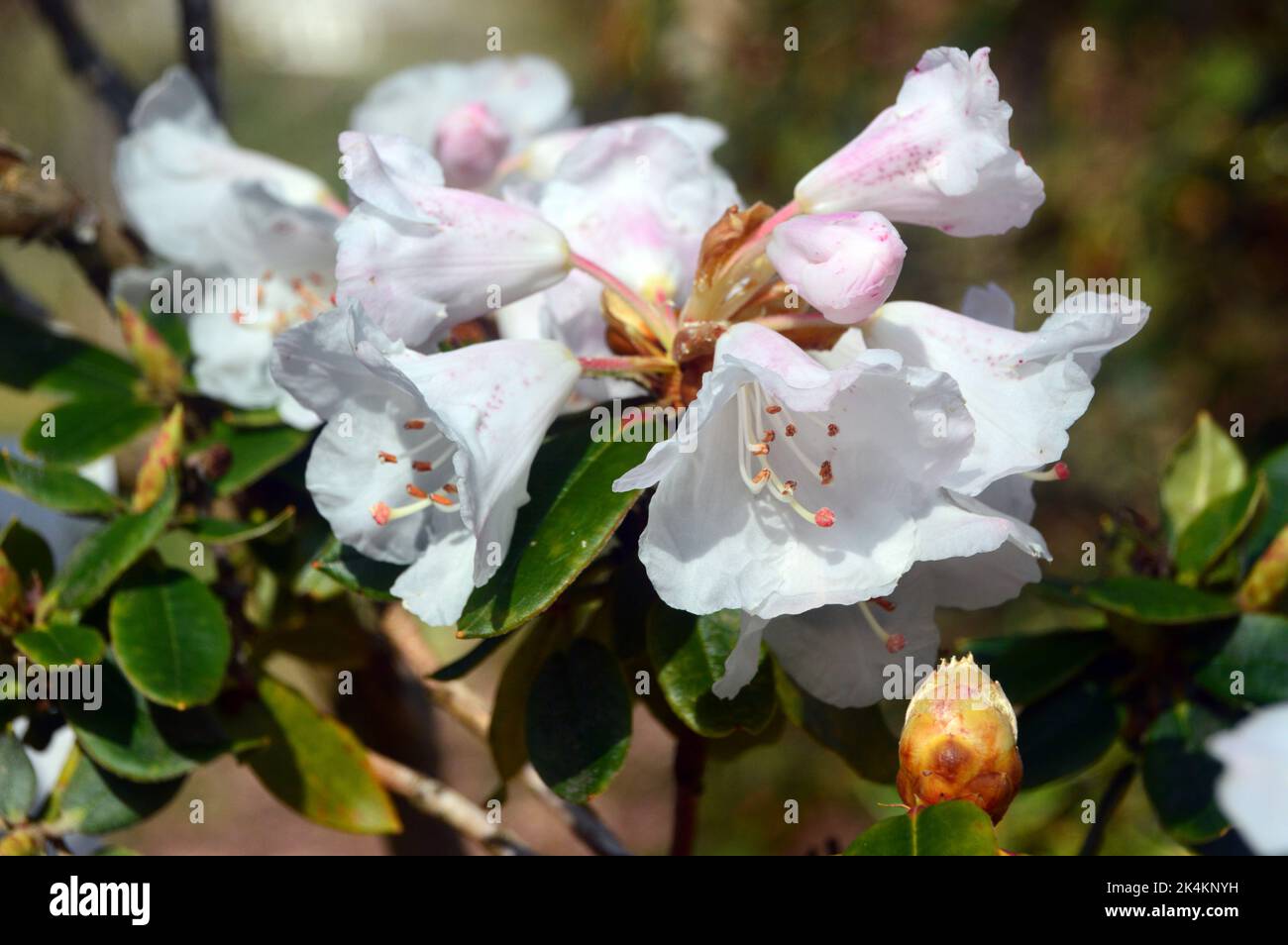 White/Pale Pink Rhododendron Pseudochrysanthum 'Falsegoldflower