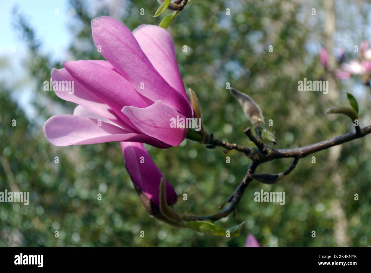 Single Pink Magnolia 'Caerhays Surprise' Flower RHS Garden Harlow Carr, Harrogate, Yorkshire, England, UK. Stock Photo
