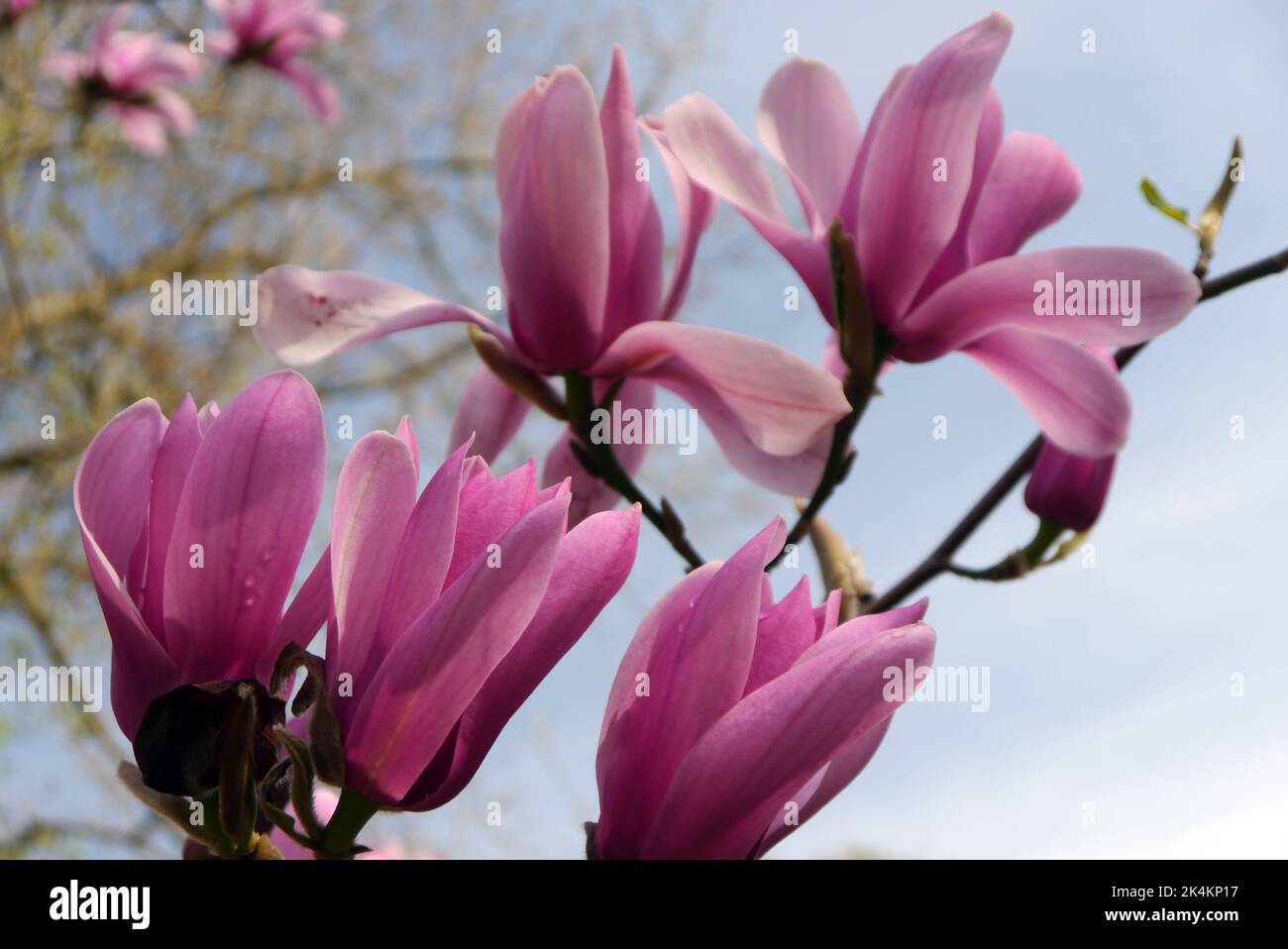 Pink Magnolia 'Caerhays Surprise' Flower RHS Garden Harlow Carr, Harrogate, Yorkshire, England, UK. Stock Photo
