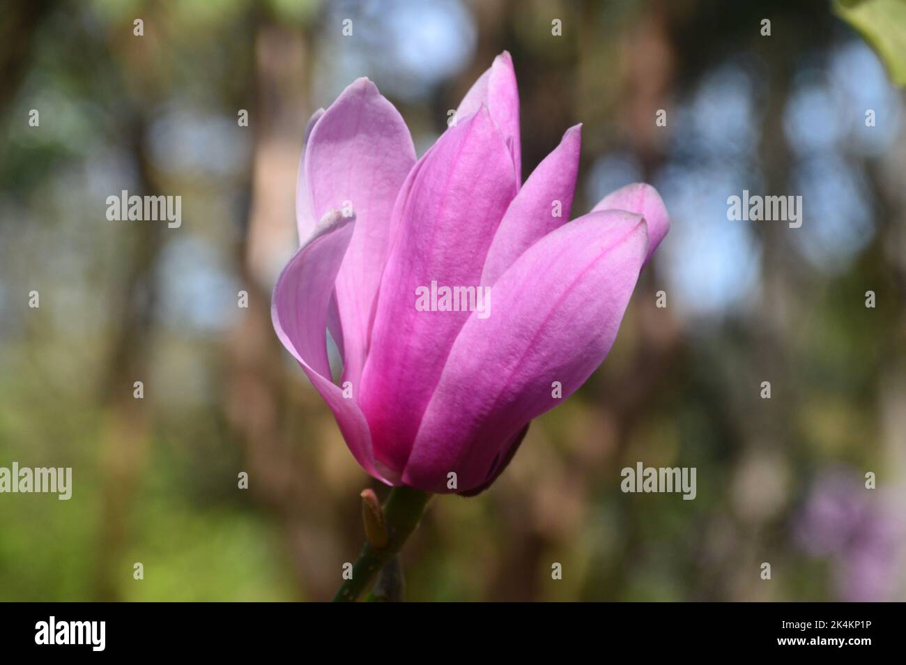 Single Pink Magnolia 'Caerhays Surprise' Flower RHS Garden Harlow Carr, Harrogate, Yorkshire, England, UK. Stock Photo