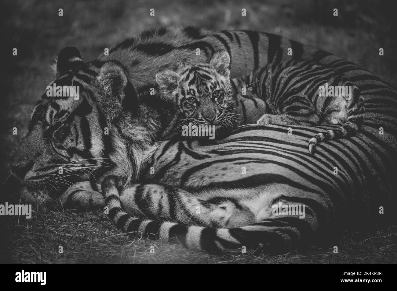 Cintra all cuddled in with her mother. London Zoo, UK: THESE ADORABLE