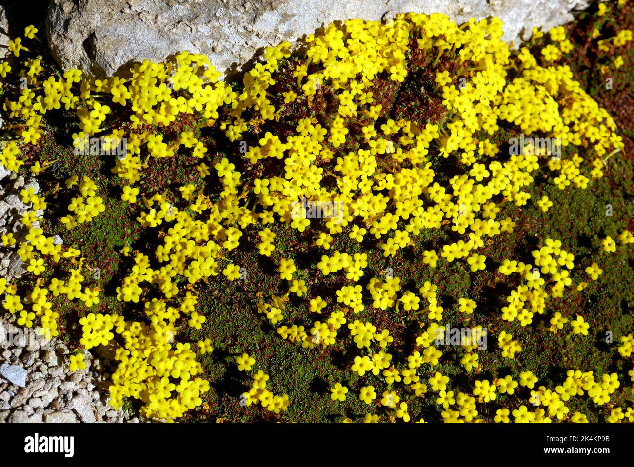 Yellow Dionysia Tapetodes 'Compact Pin' Alpine Plant grown in the Alpine House at RHS Garden Harlow Carr, Harrogate, Yorkshire. England, UK Stock Photo